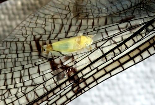 Réf. 335 819 : Eurhadina pulchella